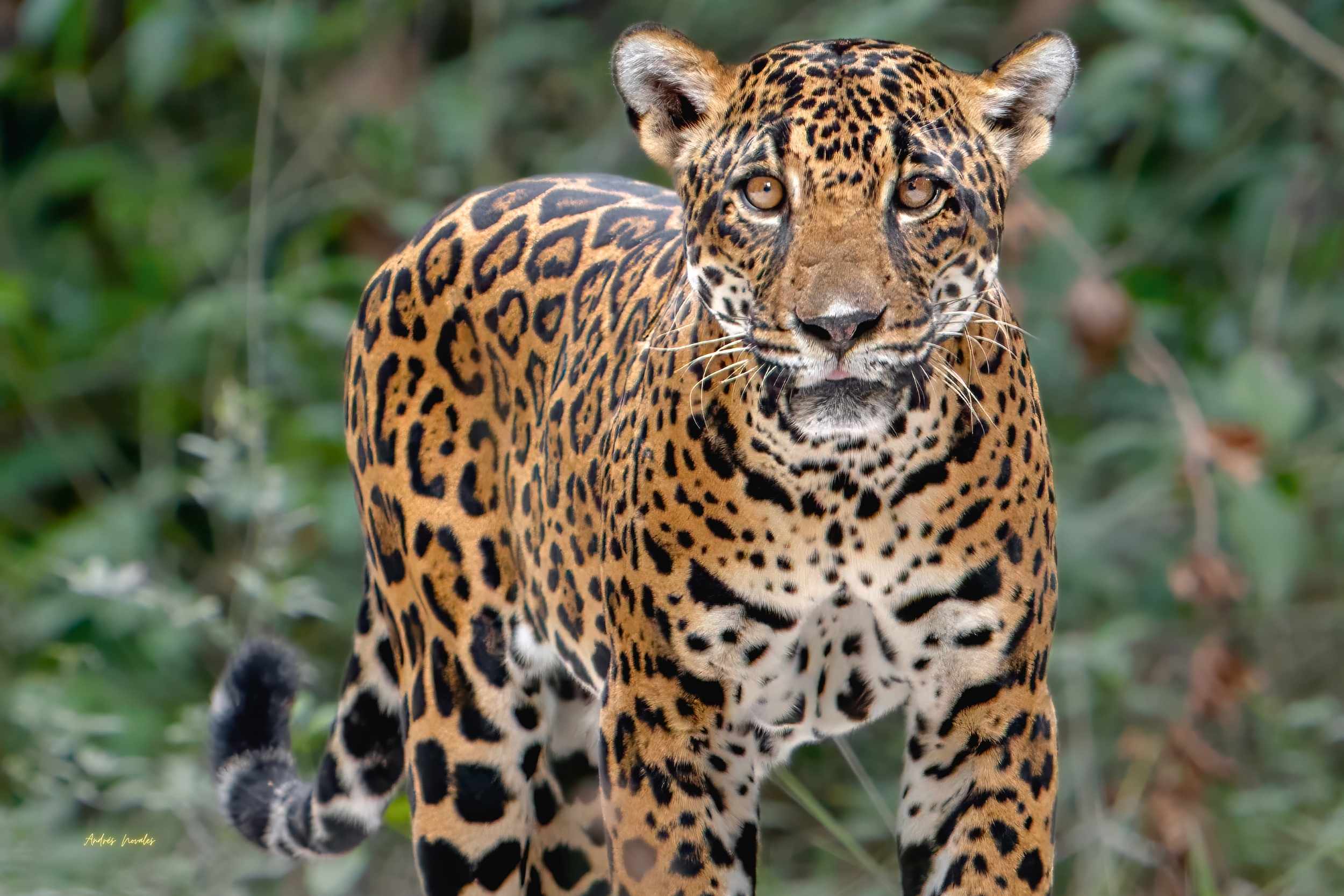 Safari Fotográfico en la Ruta del Jaguar: Captura la Vida Silvestre